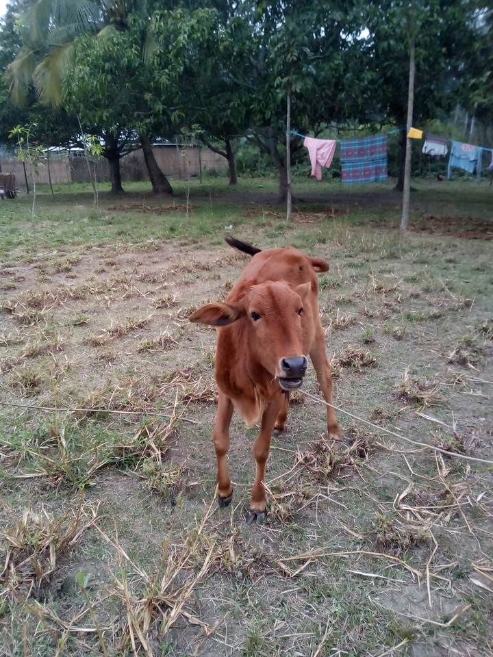 village cow