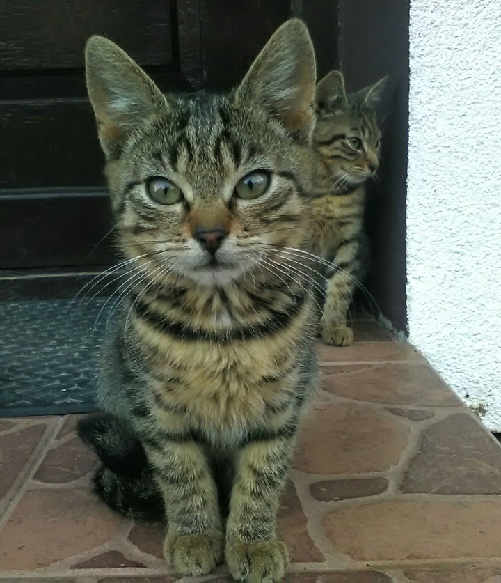 Kitty