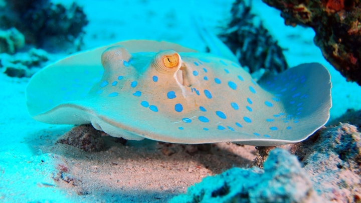 Underwater photography