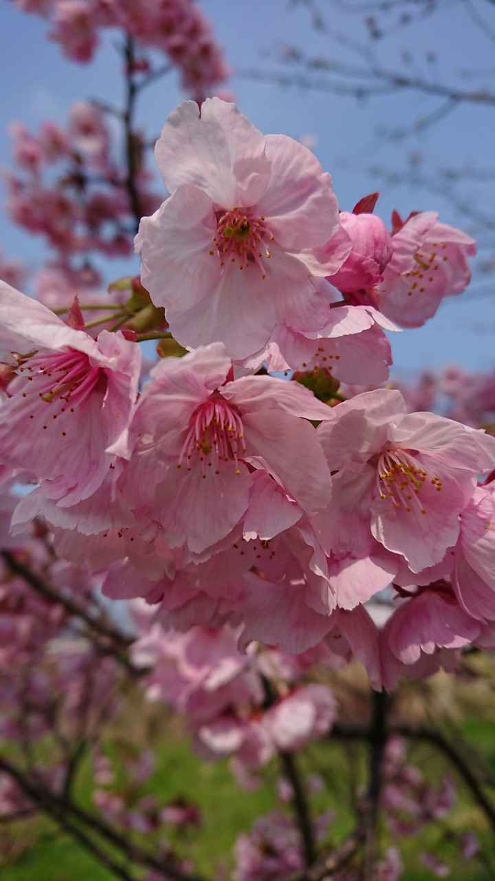 SAKURA Muromi