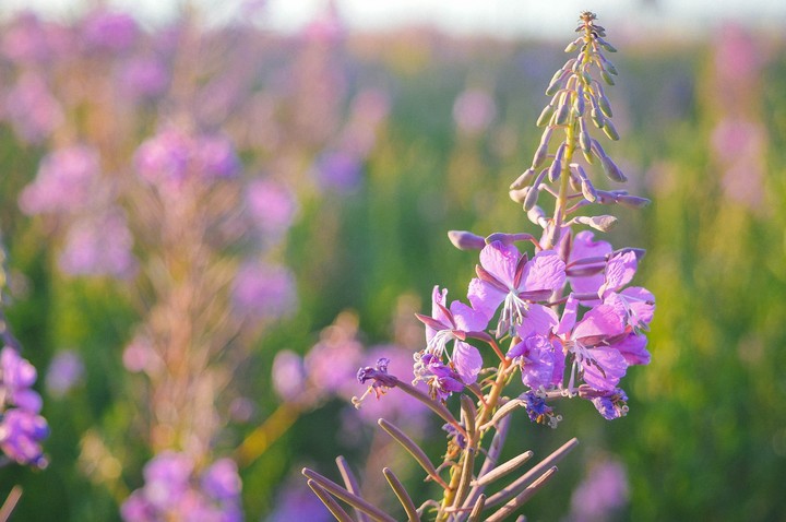 flower