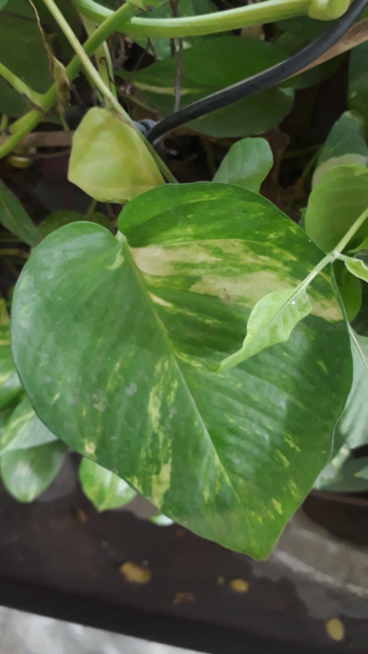 green