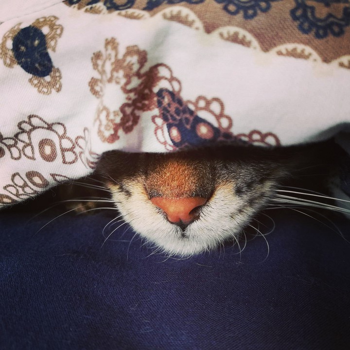 Sweet nose cat