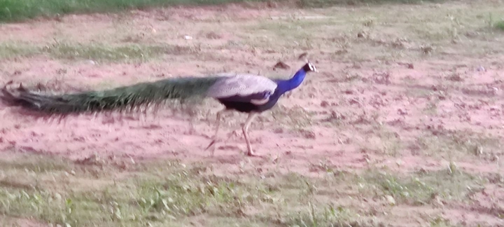 peacock