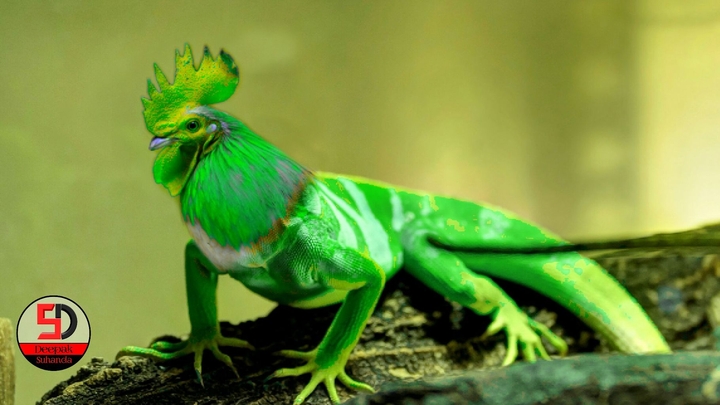 Hybrid Cock