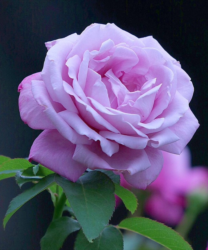 Roses
