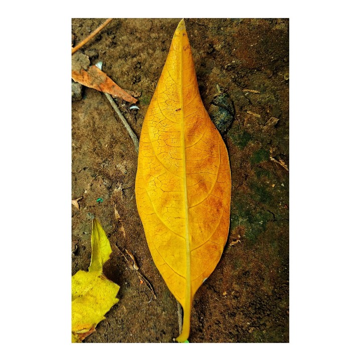 leaf?wallpaper