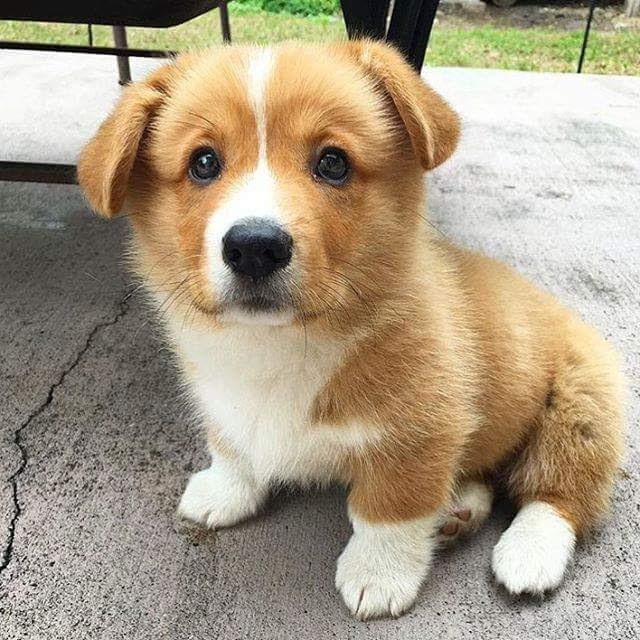 I LOVE MY DOG