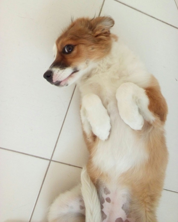 dog
