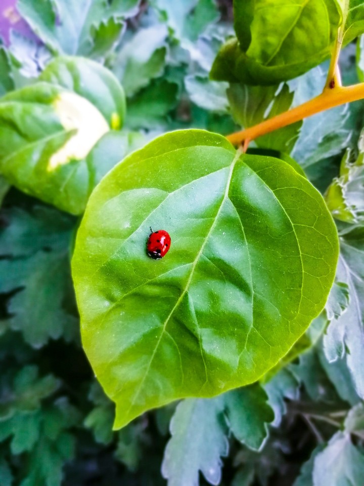Bee on Leaf