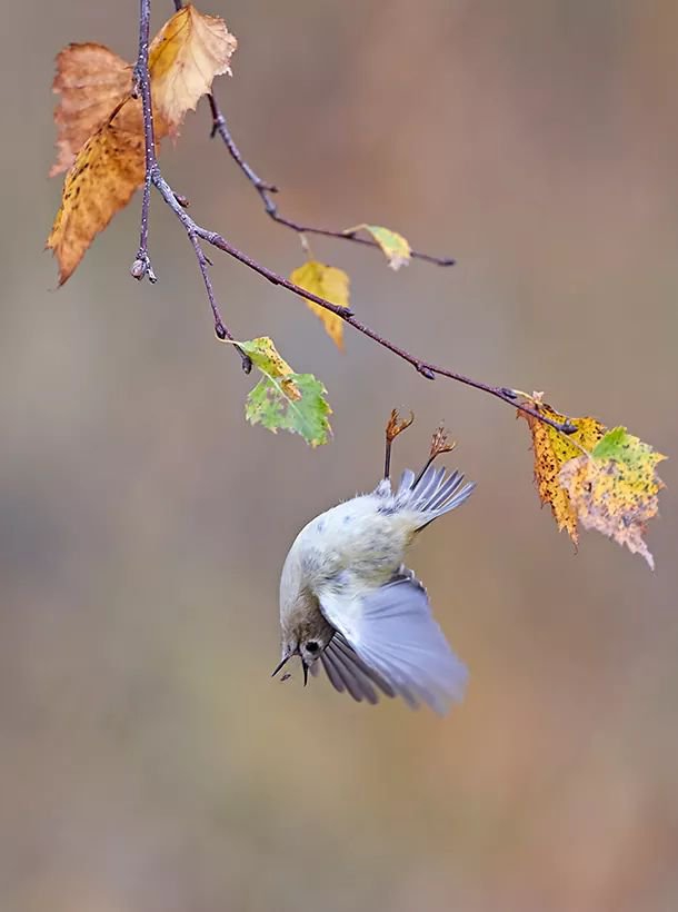 birds....!!wish to b as free as birds...