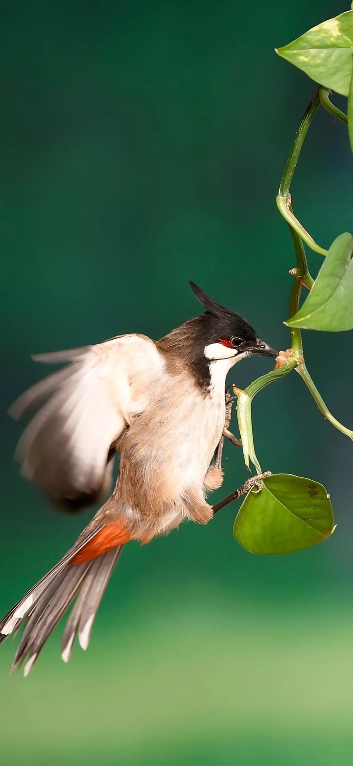 bird