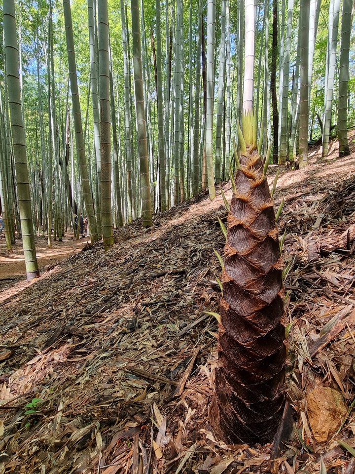 기장 아홉산에서 자라는 죽순