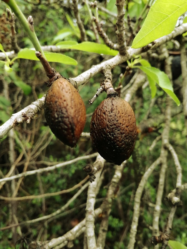Almonds