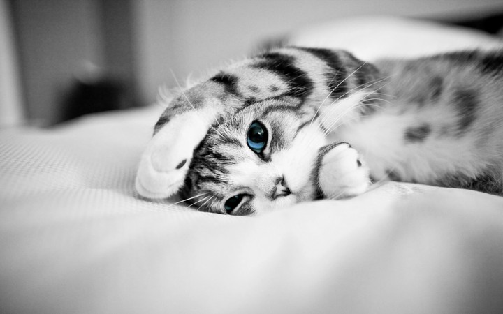 Black and white cat