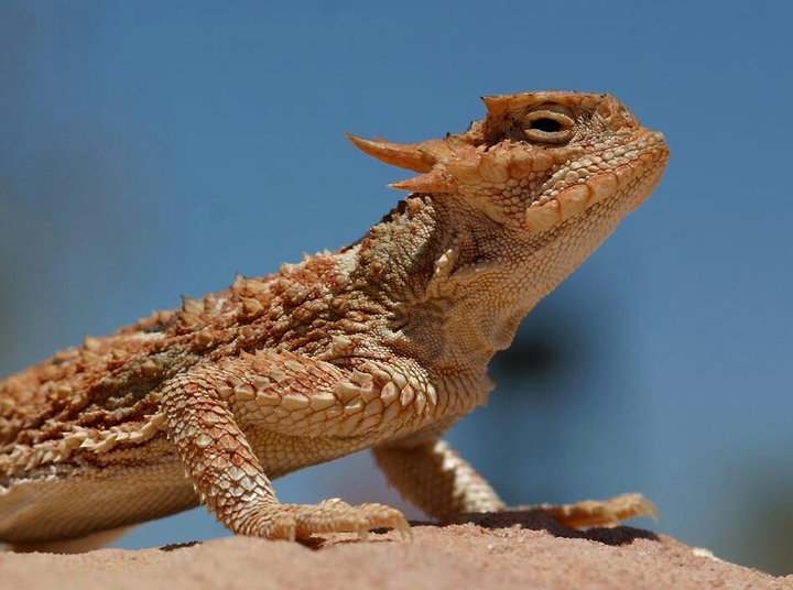 horned frog