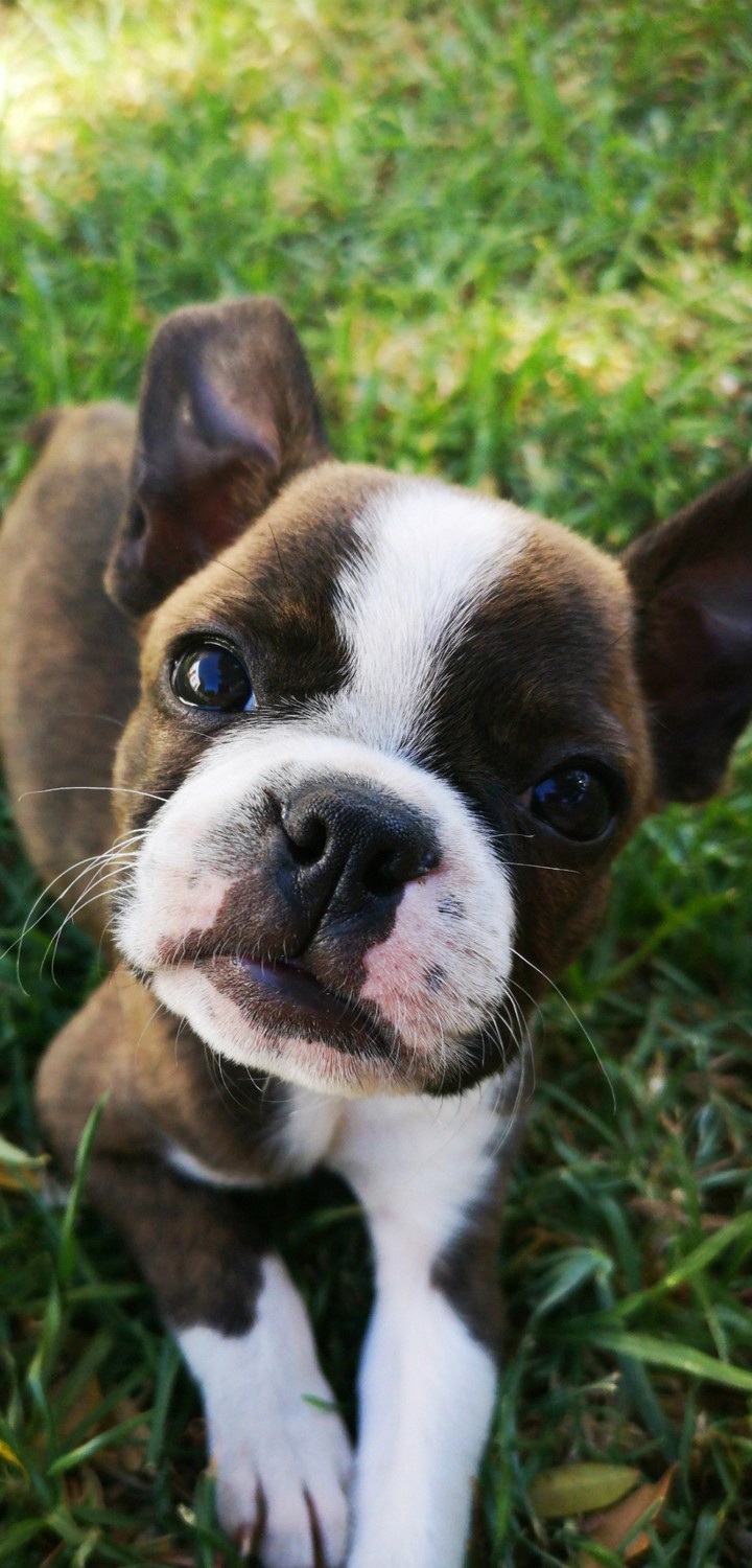 dog