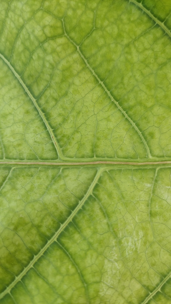 leaf