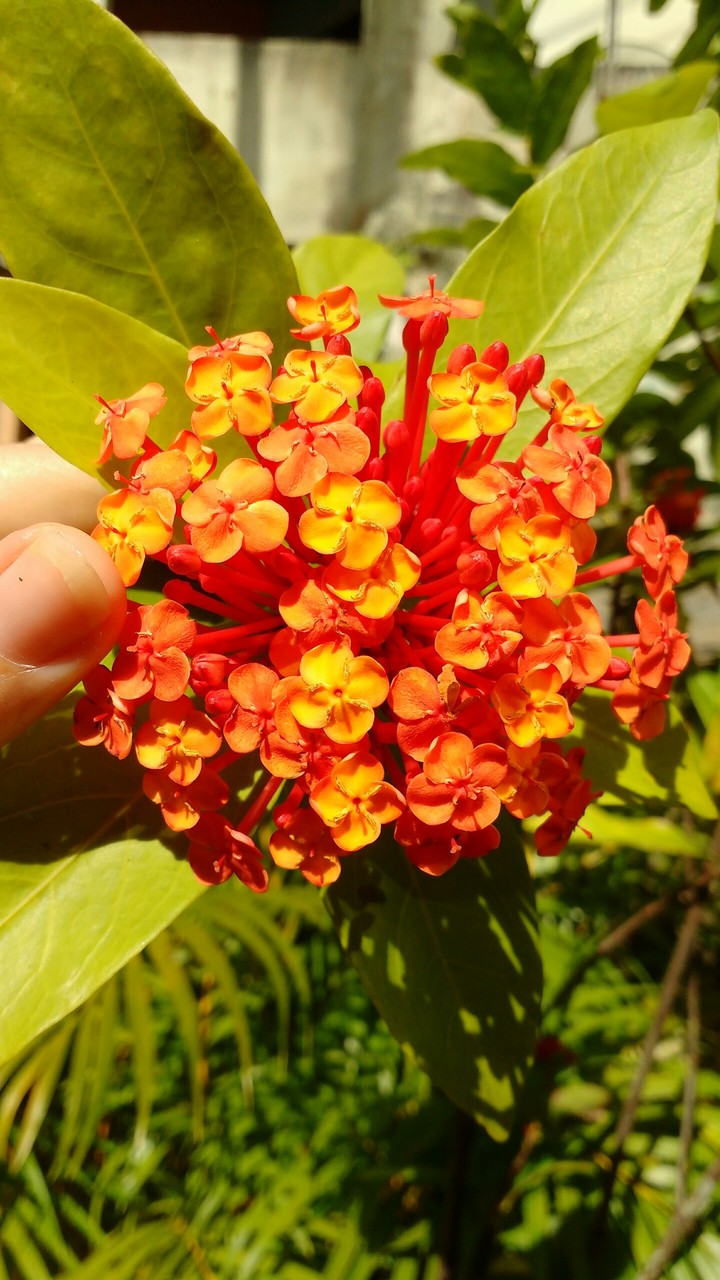 flower