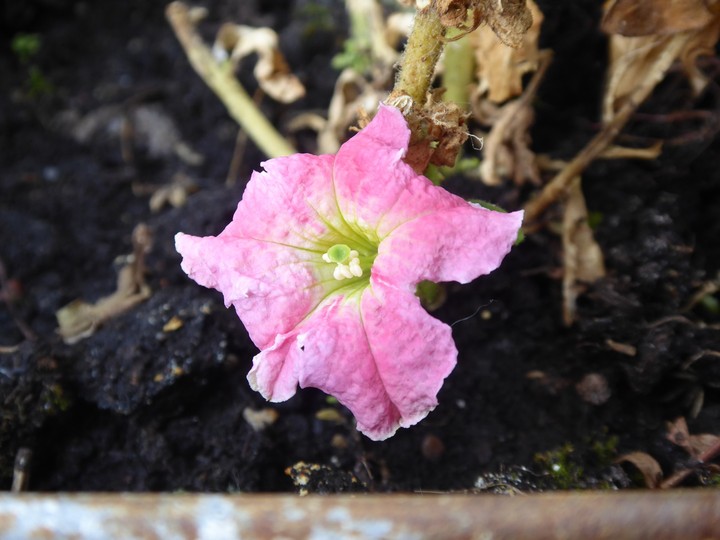 Blume