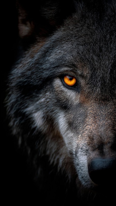 fonds d'écran coyote, wolf