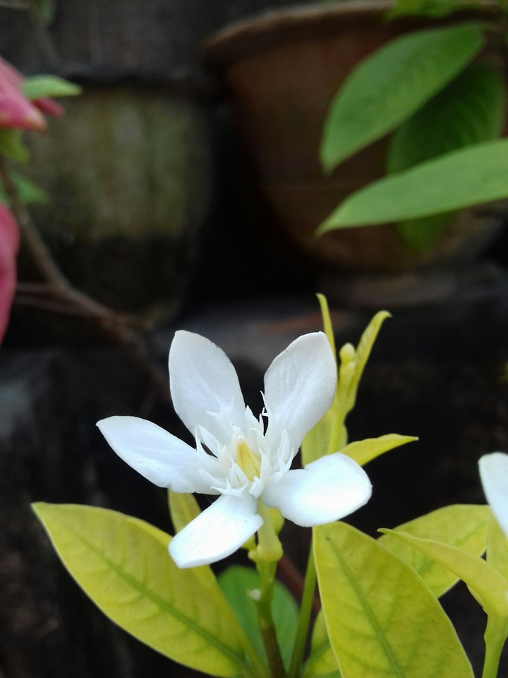 White Flowers