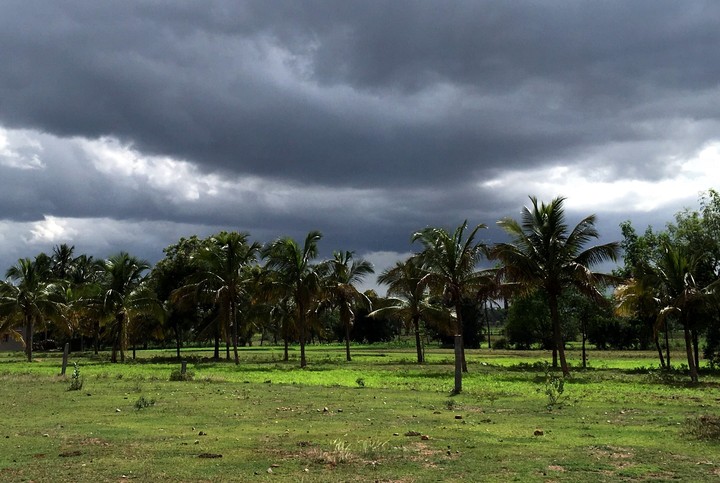 Coconut Tree