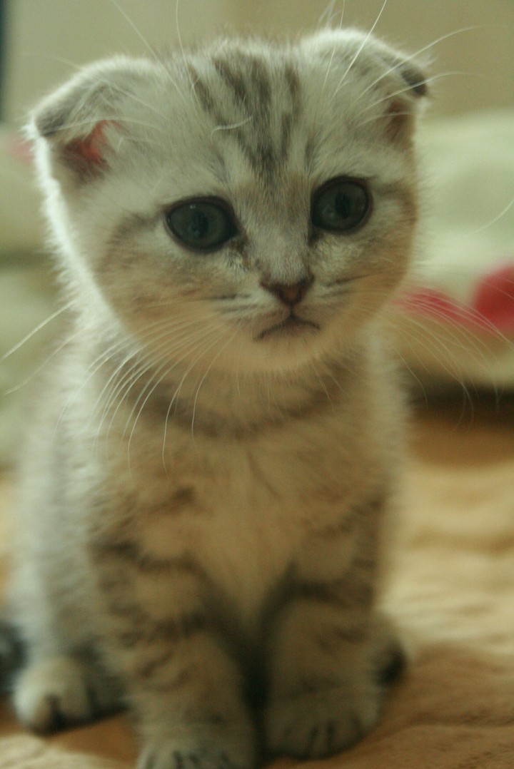 새끼고양이