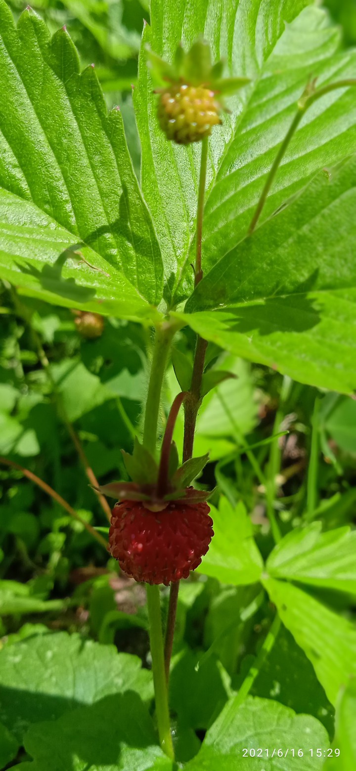 berry