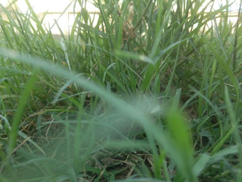 grass
