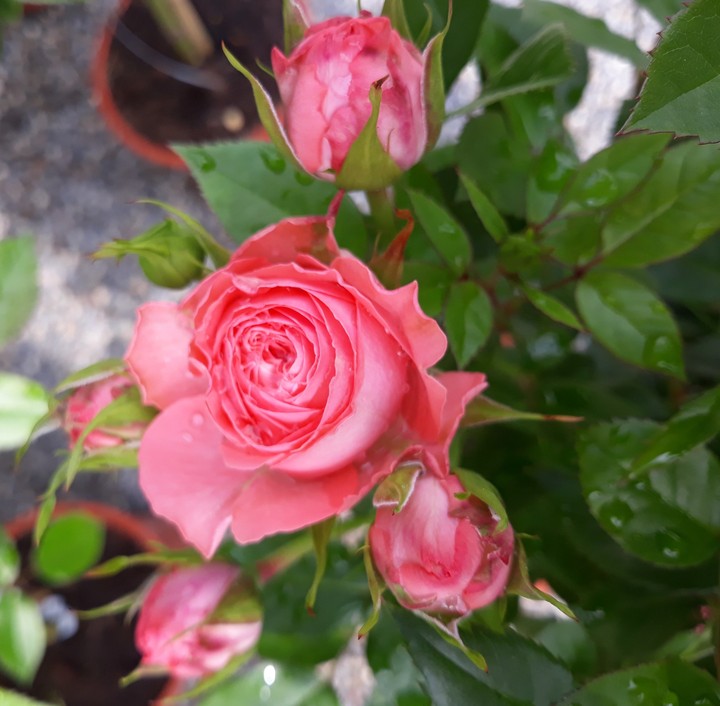 Beautiful rose