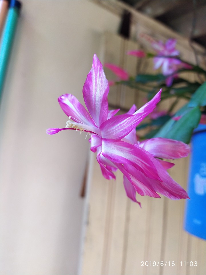 flor