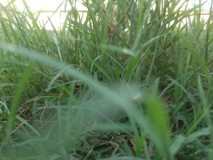 grass