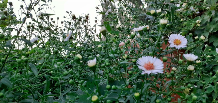 Natural