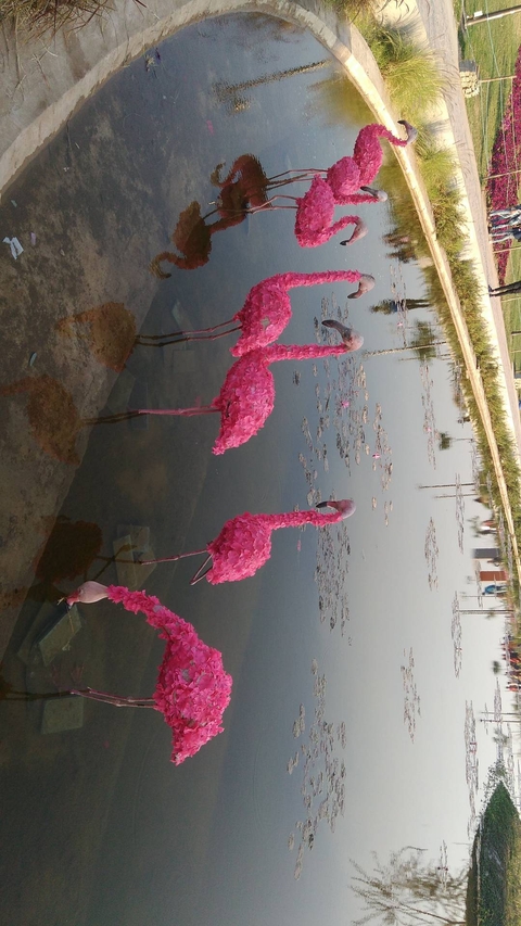 Flower flamingos