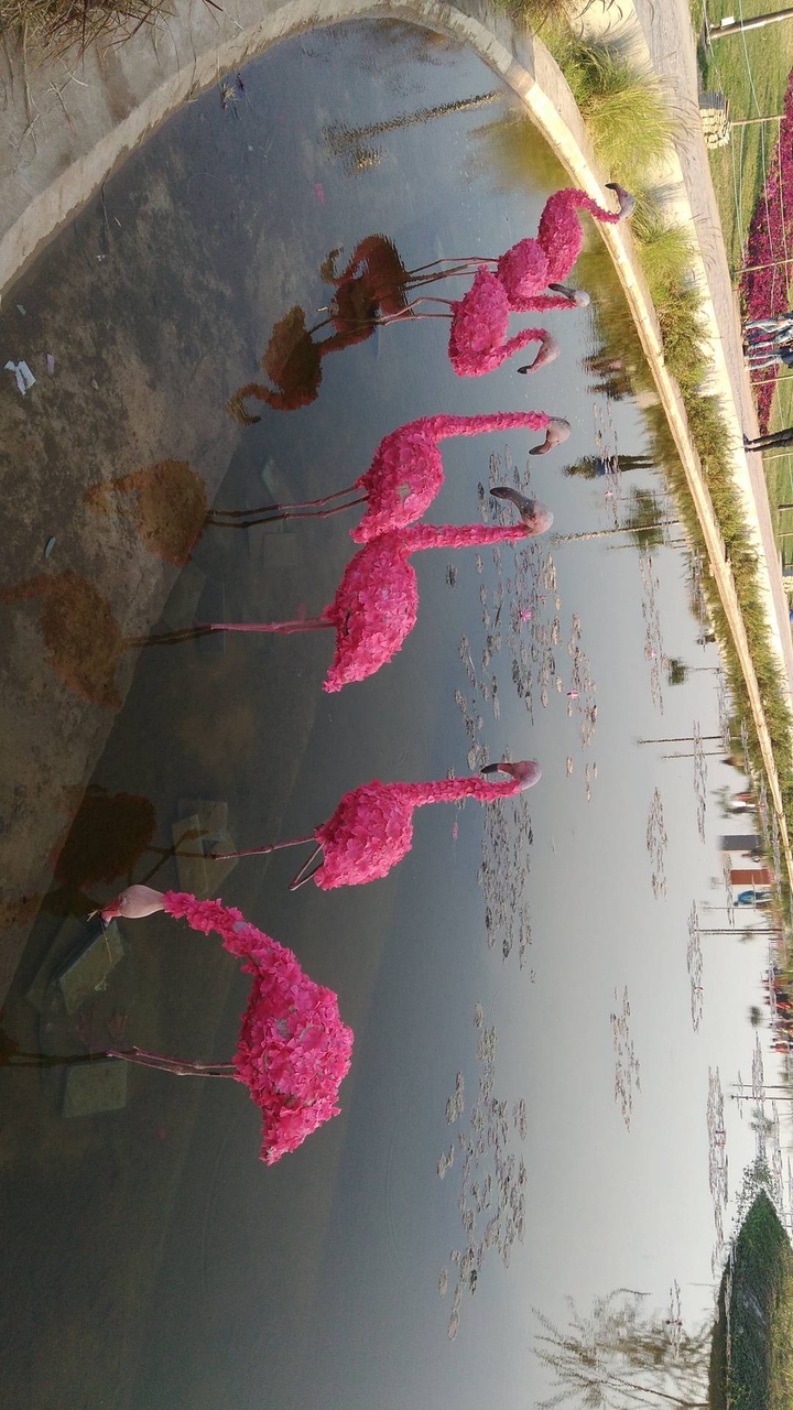 Flower flamingos