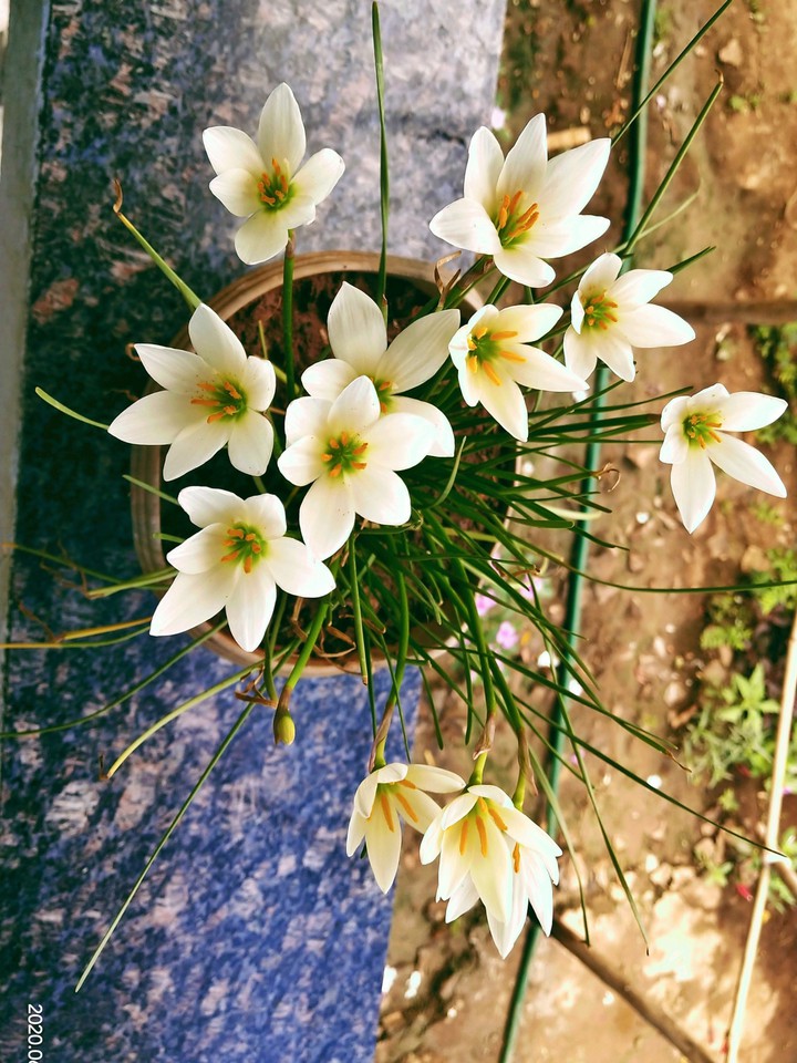 beautyfull flowers