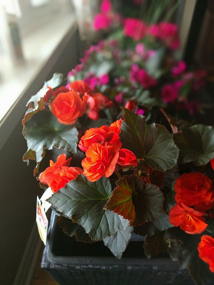 flora
