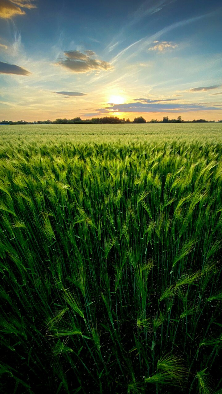 #Green Green Grass of Home