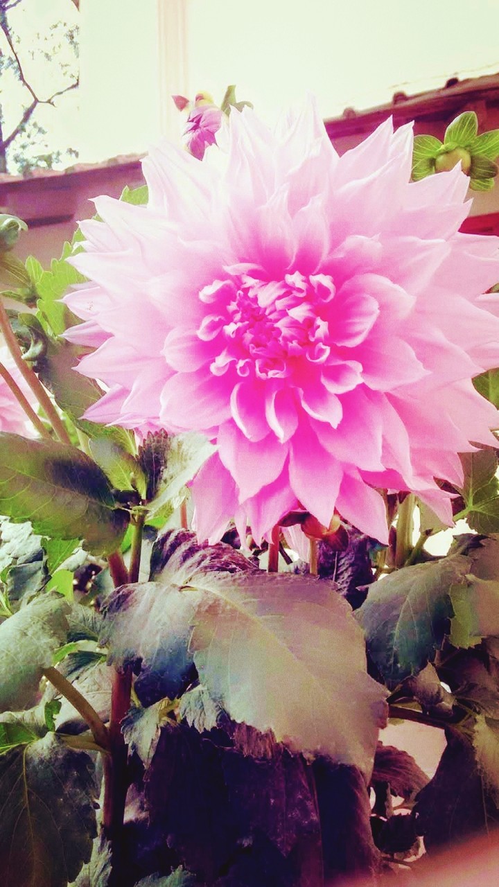 Blossom