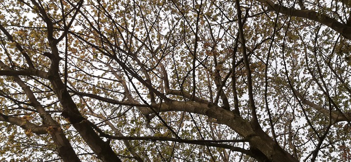 trees looking up
