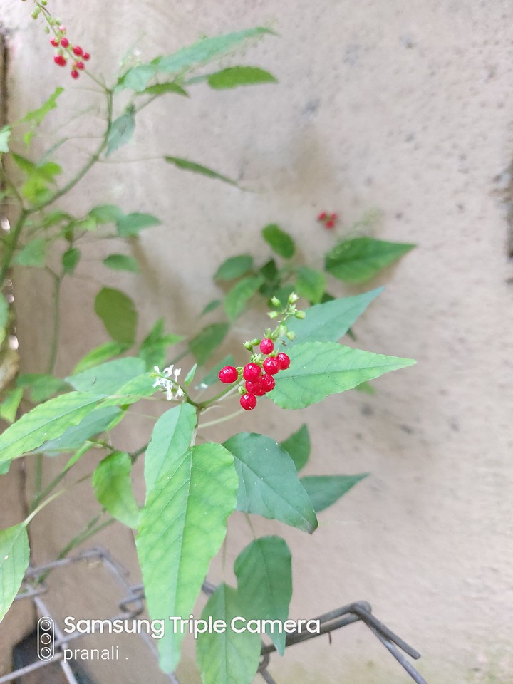 red