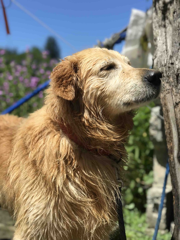 GoldenRetriever