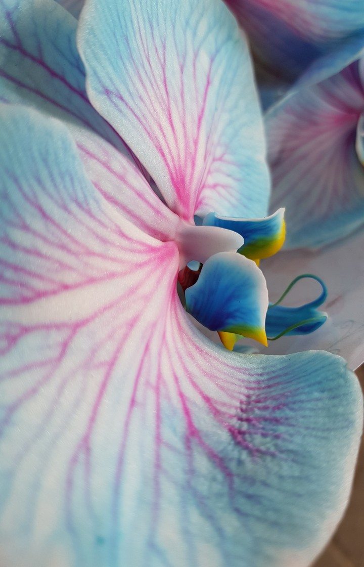 Blue Wonder Orchidee