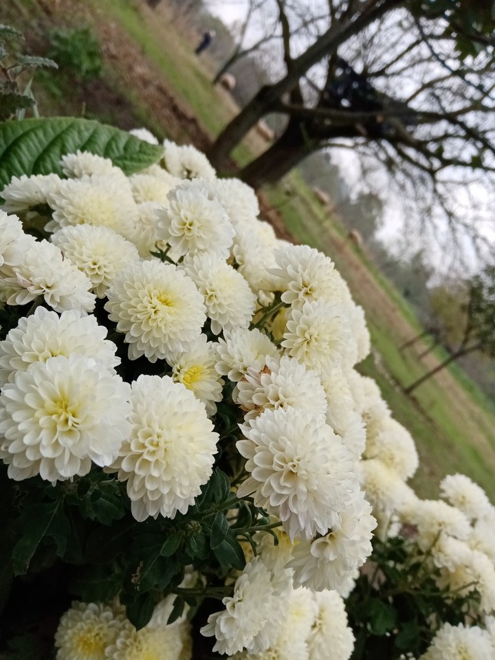 White