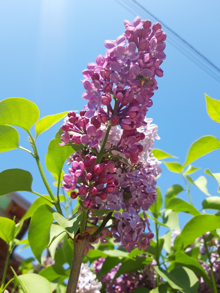 love bloosom