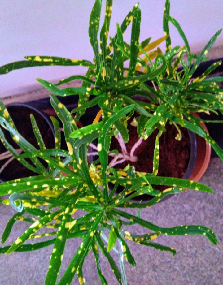 croton