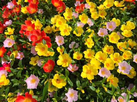 petal, flower वॉलपेपर