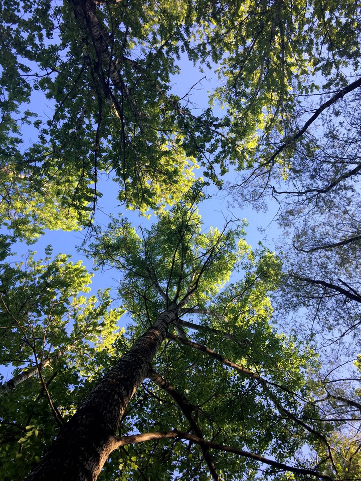forest