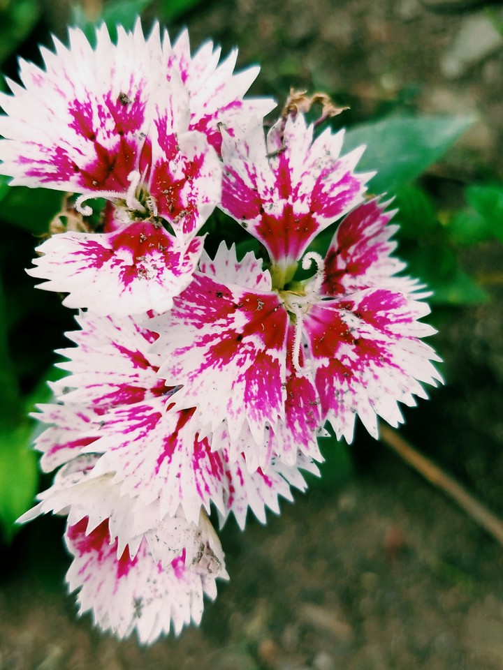 beautiful flower